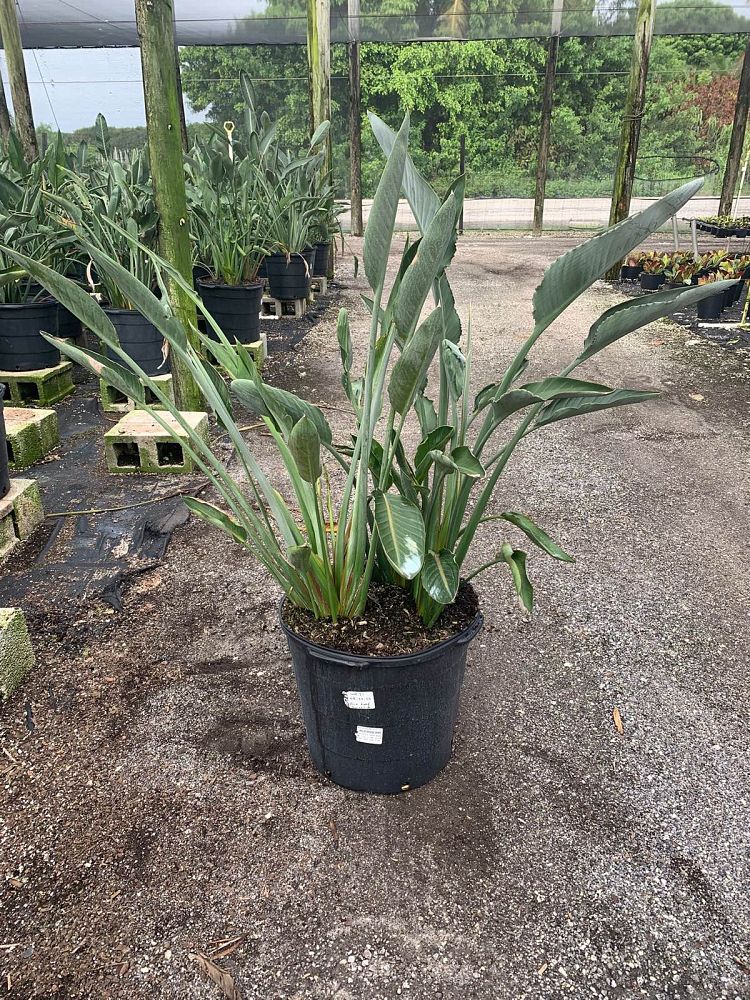 strelitzia-reginae-bird-of-paradise-orange-crane-flower