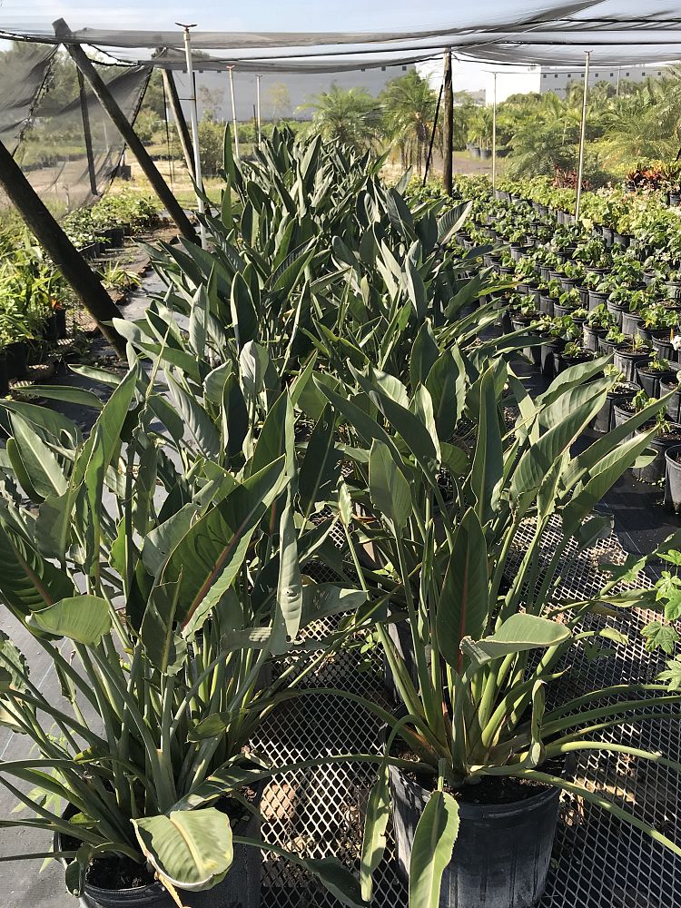 strelitzia-reginae-bird-of-paradise-orange-crane-flower