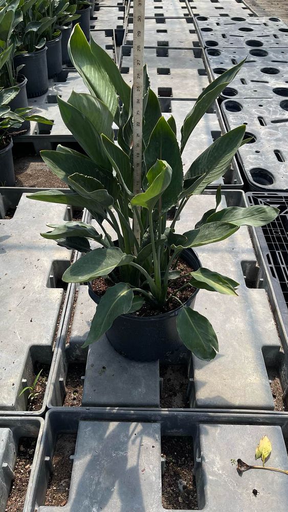 strelitzia-reginae-bird-of-paradise-orange-crane-flower