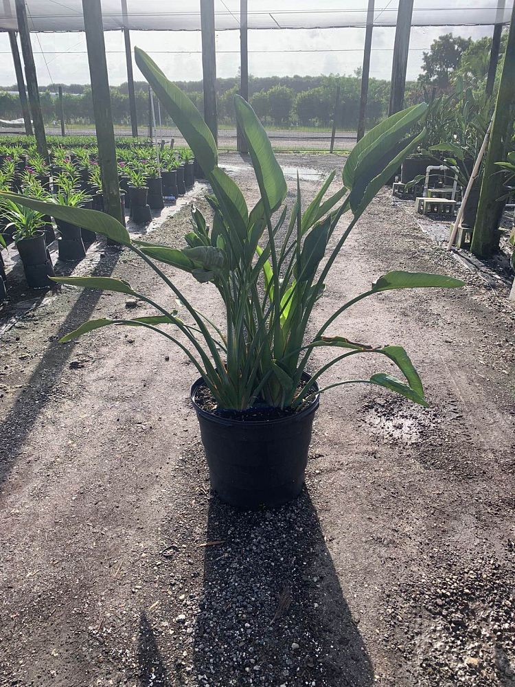 strelitzia-reginae-bird-of-paradise-orange-crane-flower