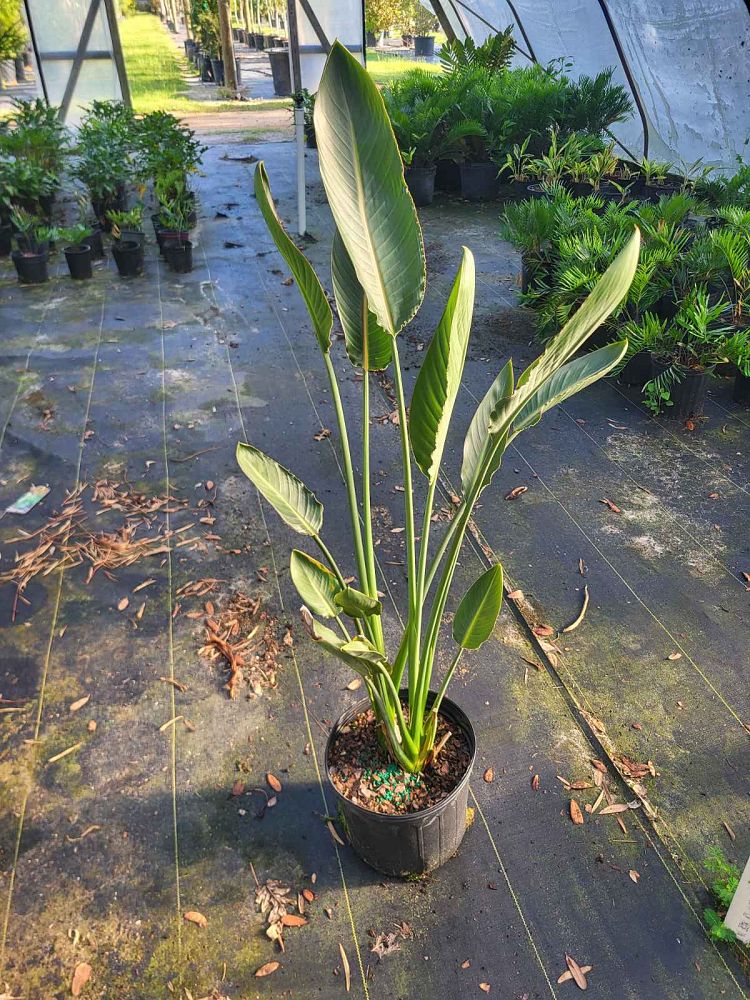 strelitzia-reginae-bird-of-paradise-orange-crane-flower