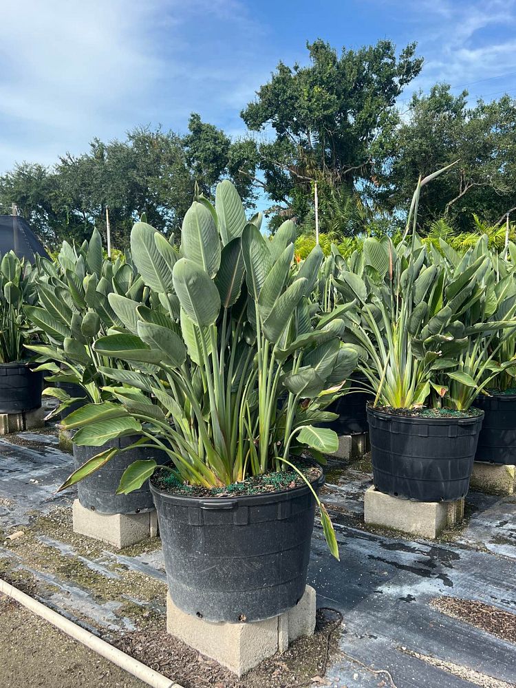 strelitzia-reginae-bird-of-paradise-orange-crane-flower