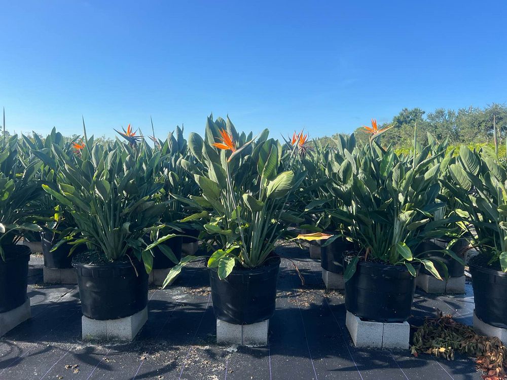 strelitzia-reginae-bird-of-paradise-orange-crane-flower