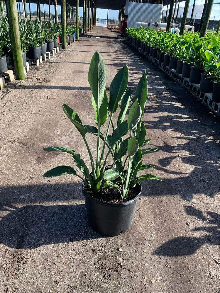 strelitzia-reginae-bird-of-paradise-orange-crane-flower