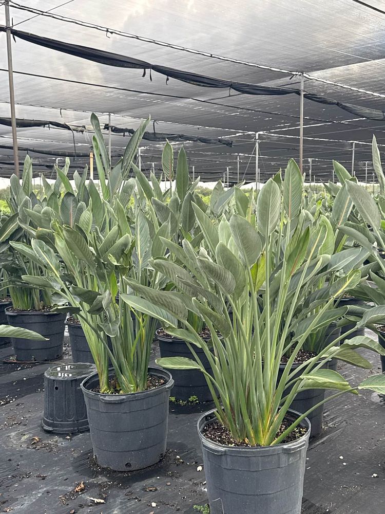 strelitzia-reginae-bird-of-paradise-orange-crane-flower