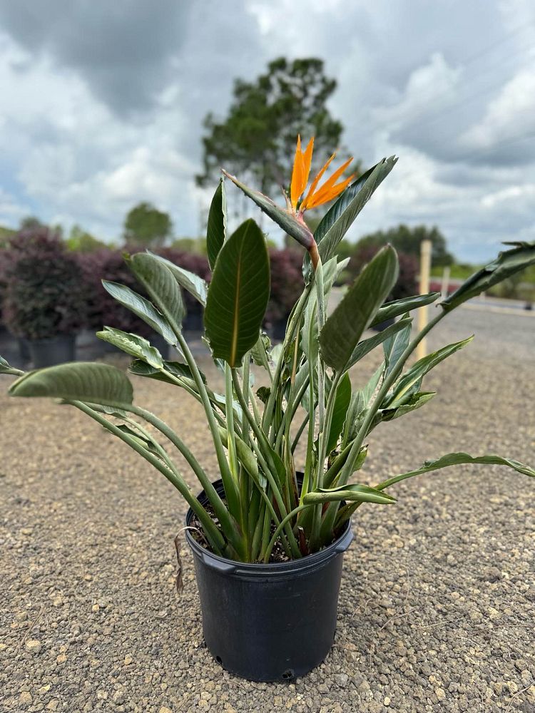 strelitzia-reginae-bird-of-paradise-orange-crane-flower