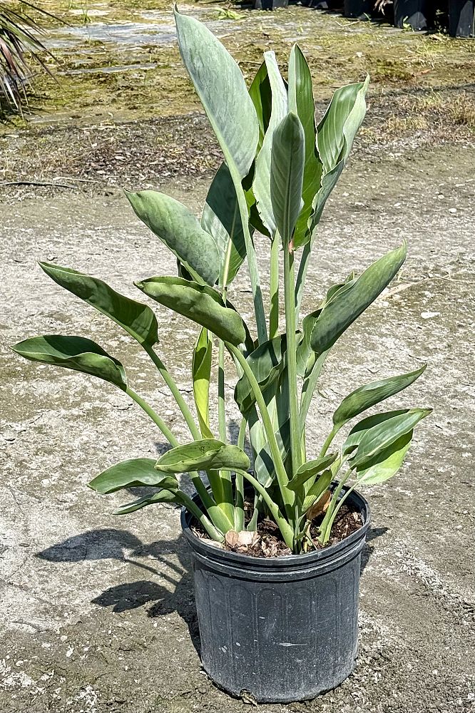 strelitzia-reginae-bird-of-paradise-orange-crane-flower