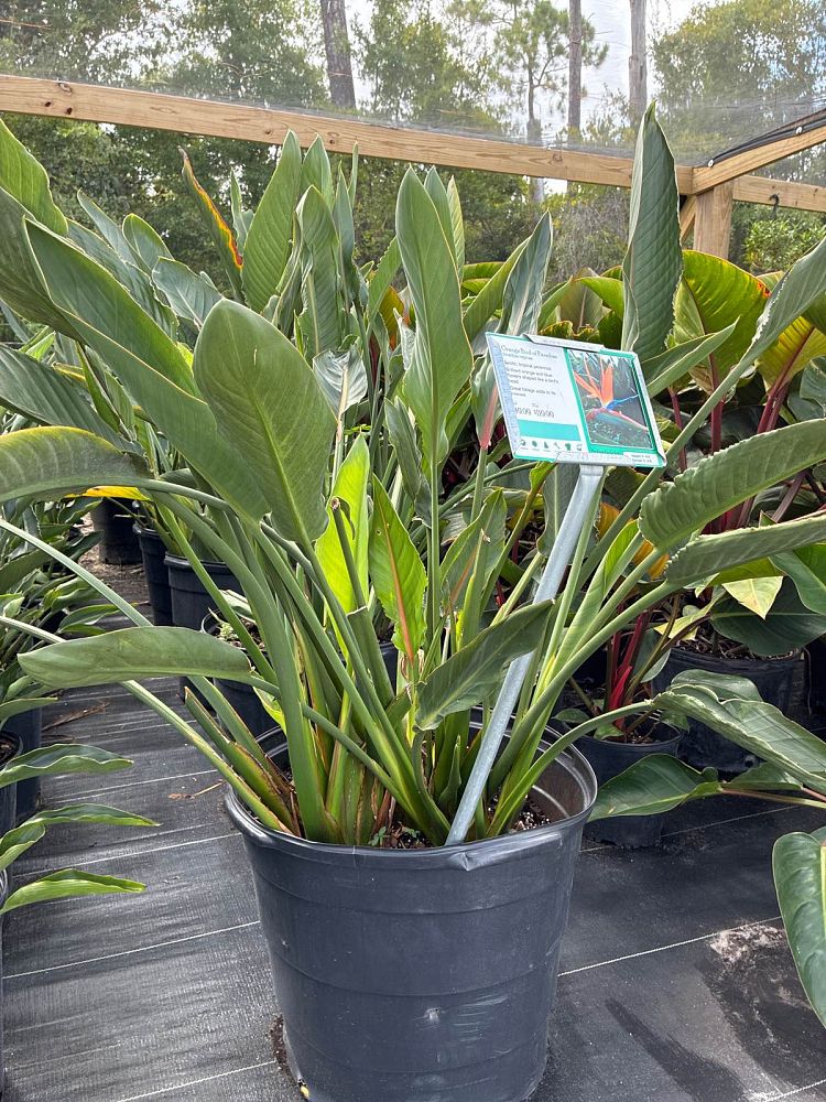 strelitzia-reginae-bird-of-paradise-orange-crane-flower