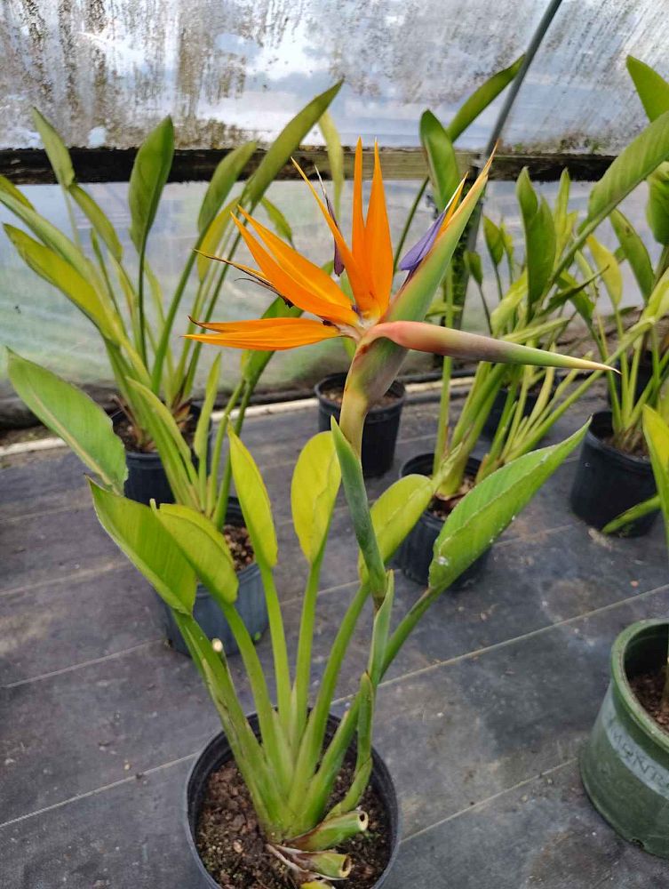 strelitzia-reginae-bird-of-paradise-orange-crane-flower