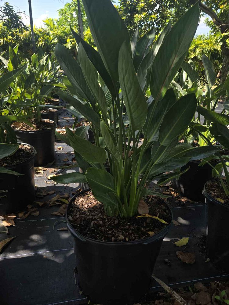 strelitzia-reginae-bird-of-paradise-orange-crane-flower
