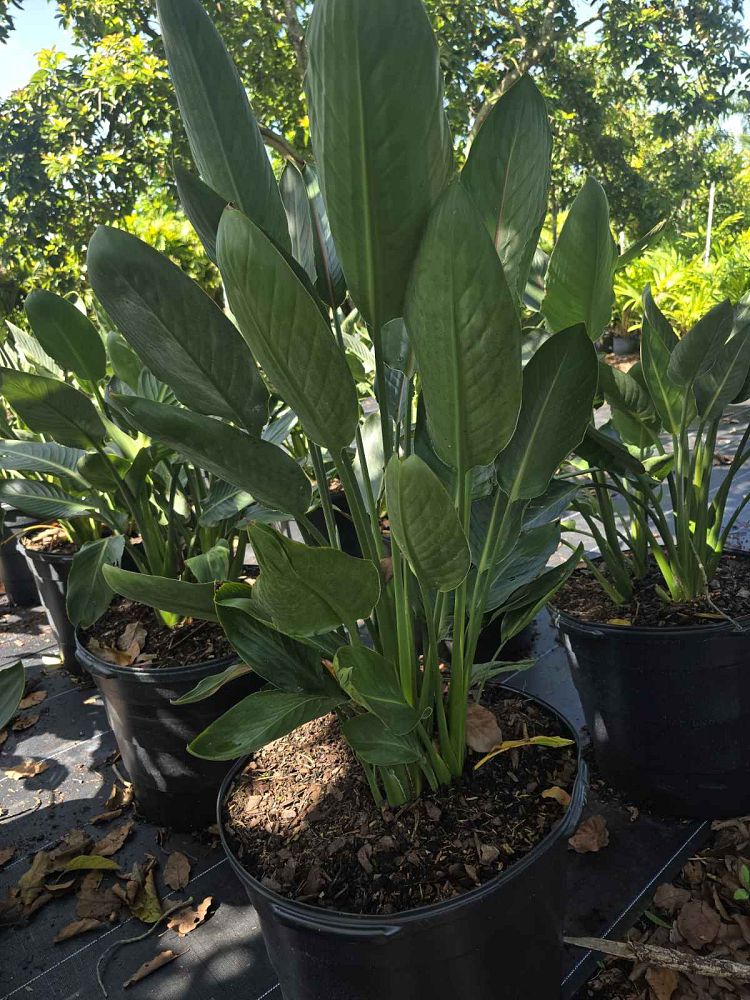 strelitzia-reginae-bird-of-paradise-orange-crane-flower