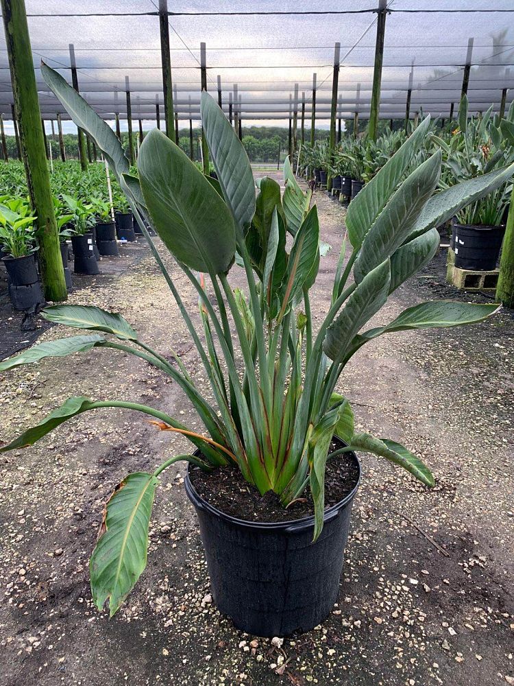 strelitzia-reginae-bird-of-paradise-orange-crane-flower