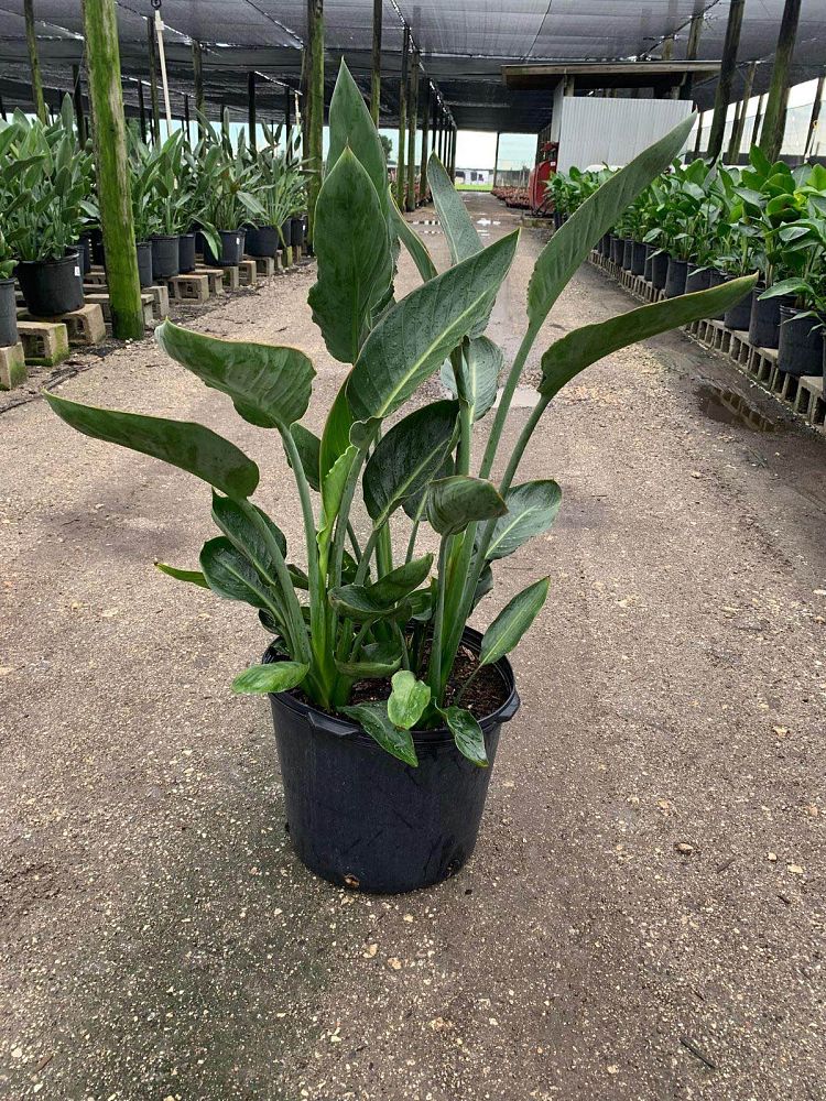 strelitzia-reginae-bird-of-paradise-orange-crane-flower