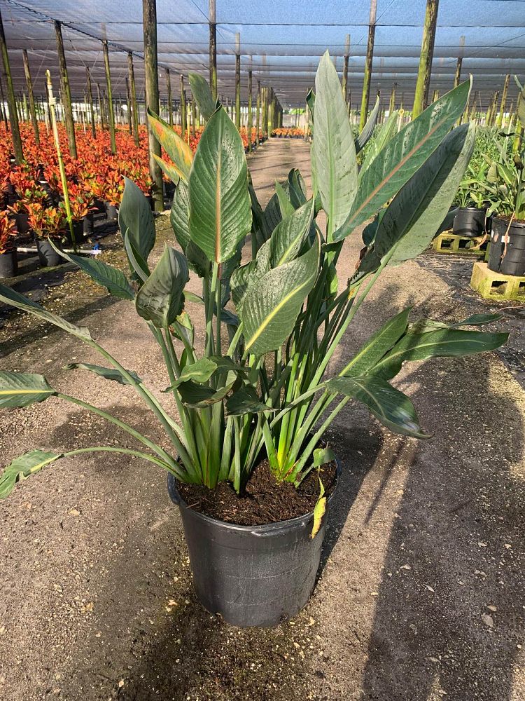 strelitzia-reginae-bird-of-paradise-orange-crane-flower