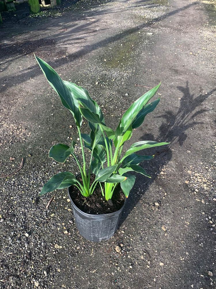 strelitzia-reginae-bird-of-paradise-orange-crane-flower