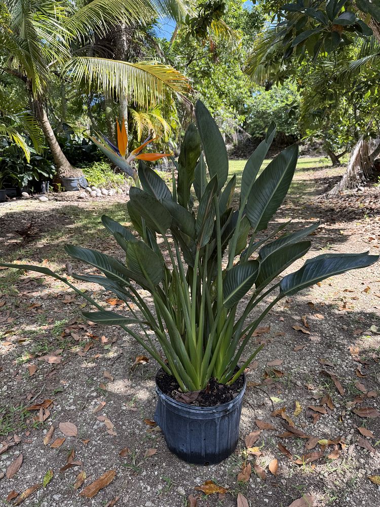 strelitzia-reginae-bird-of-paradise-orange-crane-flower