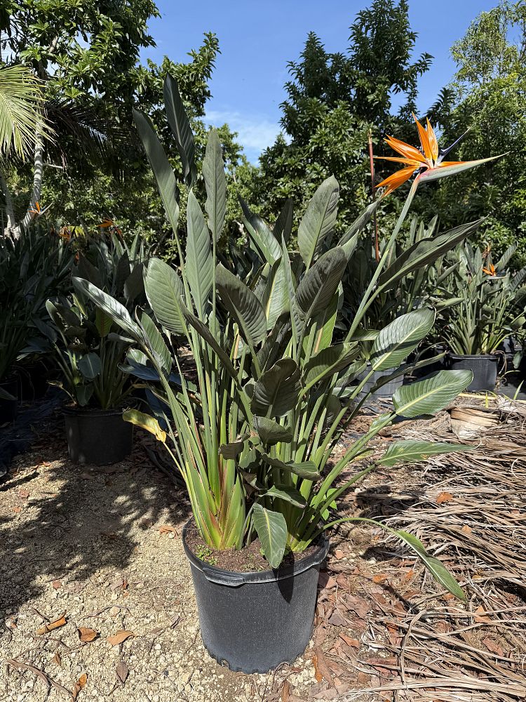 strelitzia-reginae-bird-of-paradise-orange-crane-flower