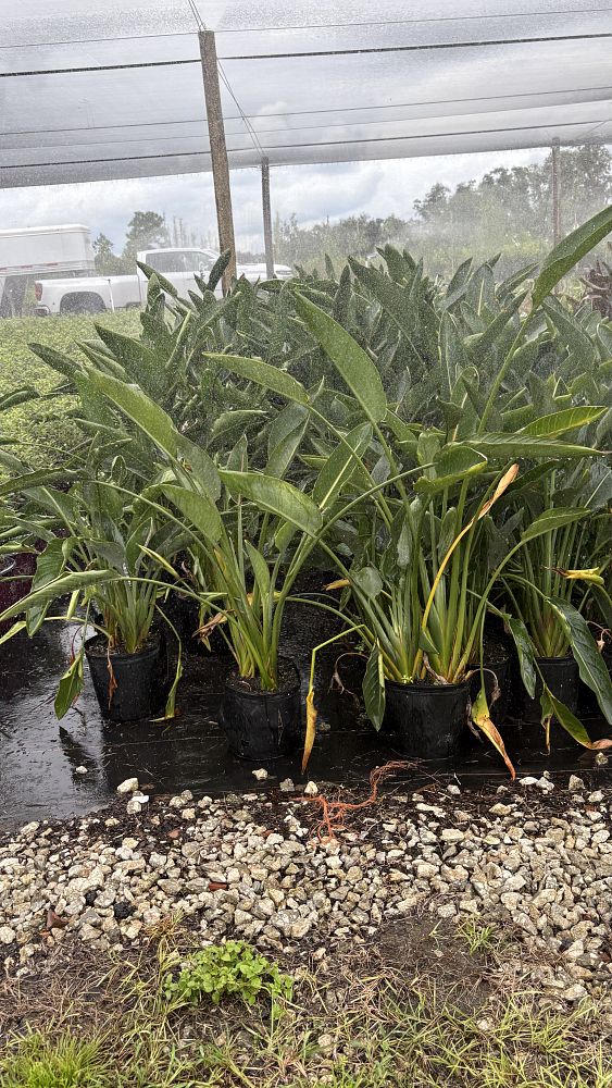 strelitzia-reginae-bird-of-paradise-orange-crane-flower