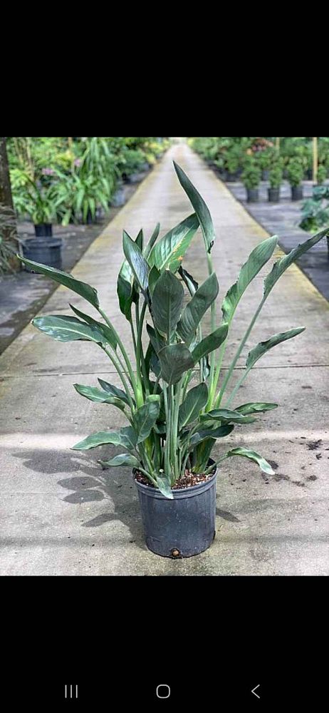 strelitzia-reginae-bird-of-paradise-orange-crane-flower