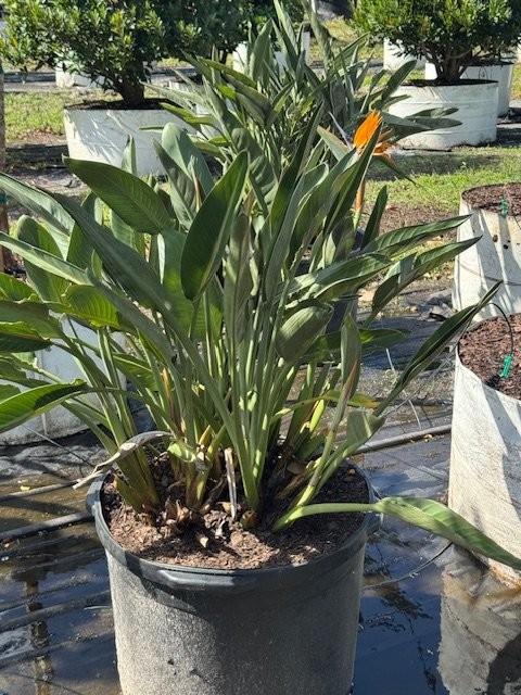 strelitzia-reginae-bird-of-paradise-orange-crane-flower