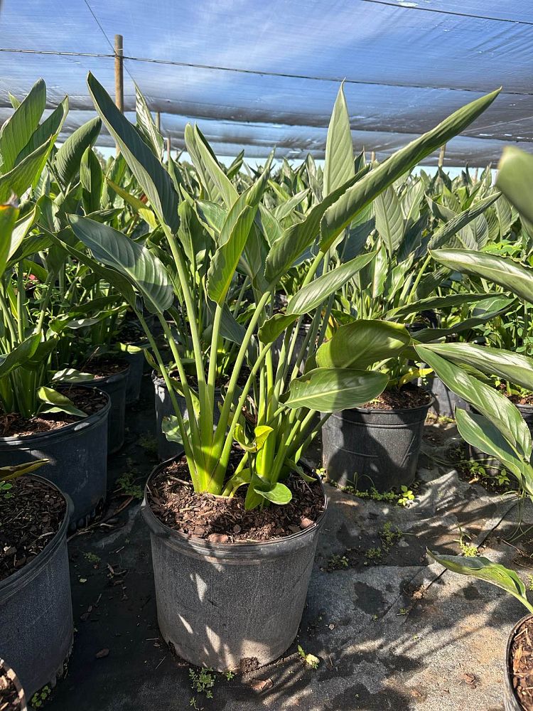strelitzia-reginae-bird-of-paradise-orange-crane-flower