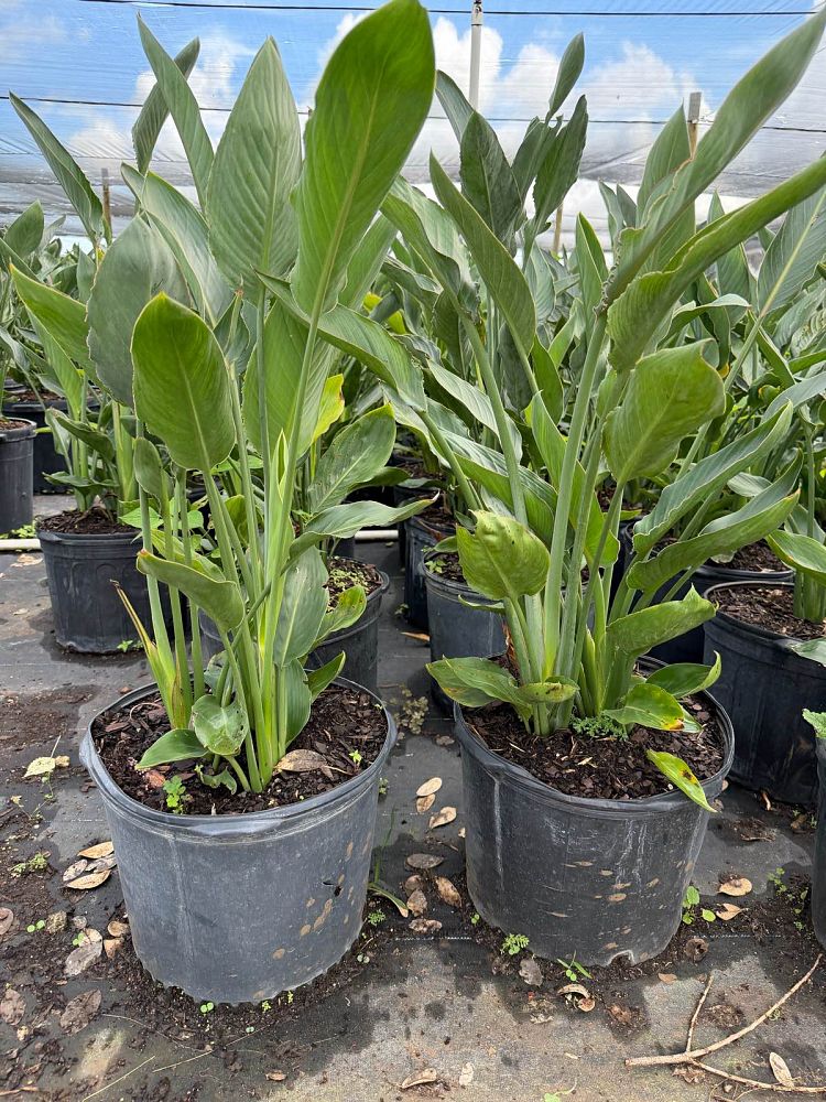 strelitzia-reginae-bird-of-paradise-orange-crane-flower