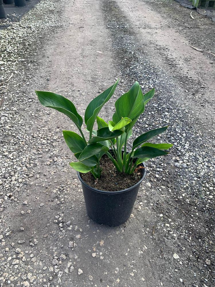 strelitzia-reginae-bird-of-paradise-orange-crane-flower