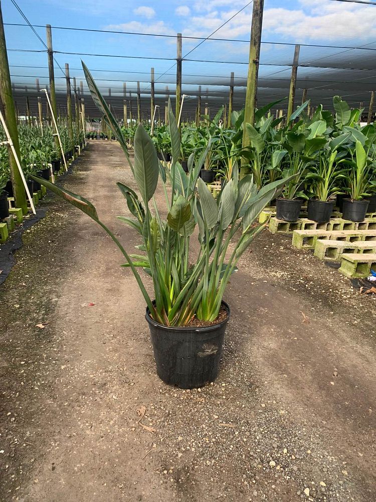 strelitzia-reginae-bird-of-paradise-orange-crane-flower