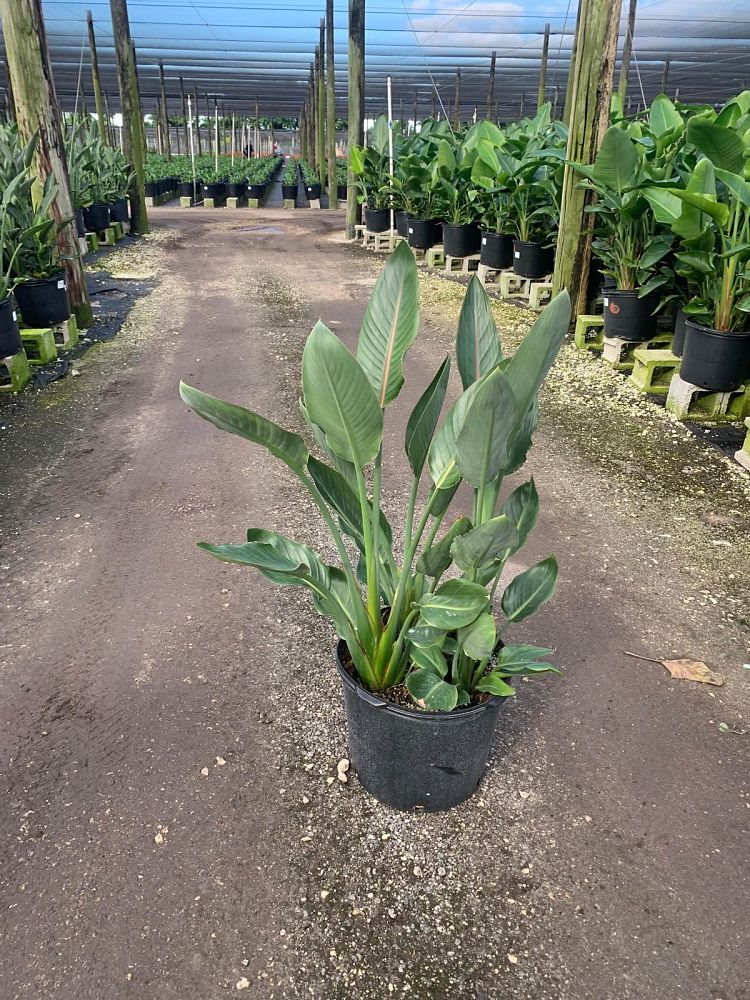 strelitzia-reginae-bird-of-paradise-orange-crane-flower