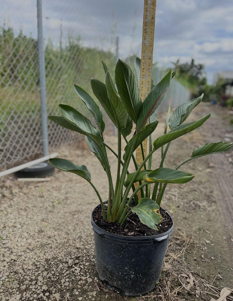 strelitzia-reginae-bird-of-paradise-orange-crane-flower