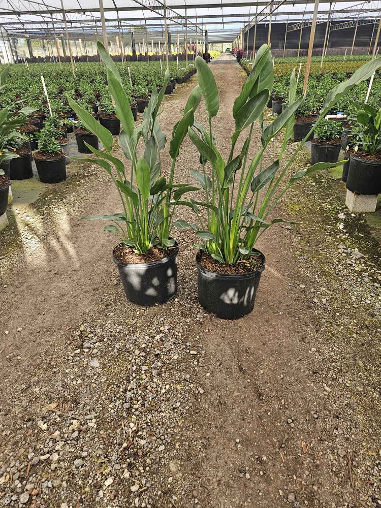 strelitzia-reginae-bird-of-paradise-orange-crane-flower