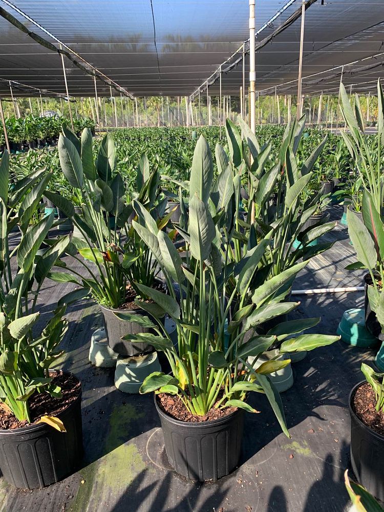 strelitzia-reginae-mandela-s-gold-bird-of-paradise