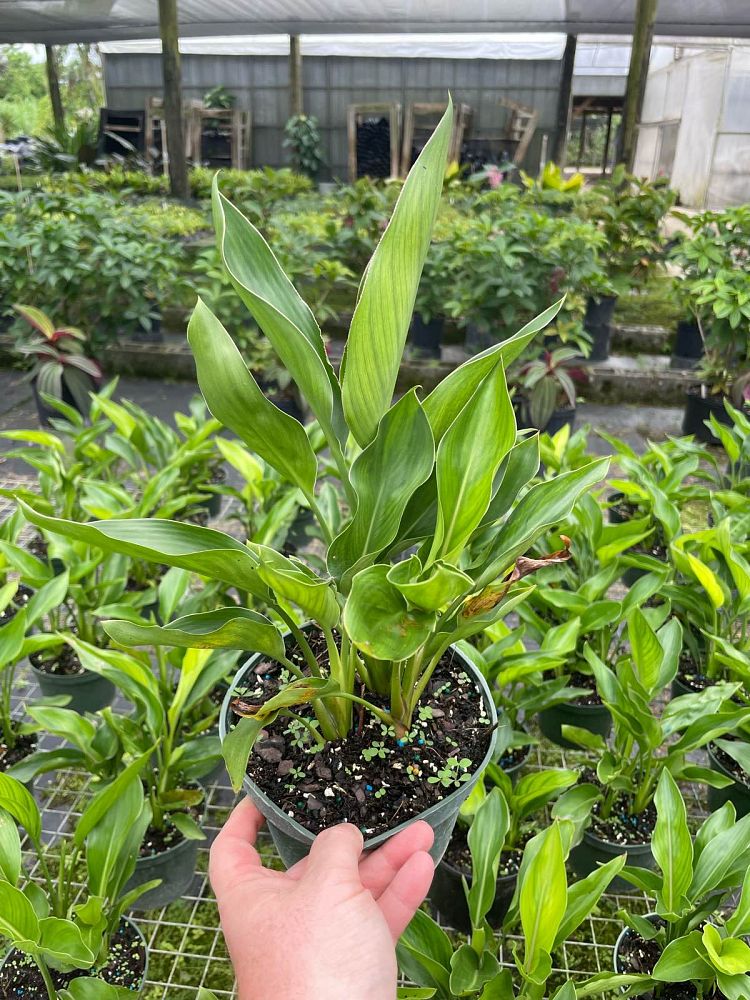 strelitzia-reginae-mandela-s-gold-bird-of-paradise