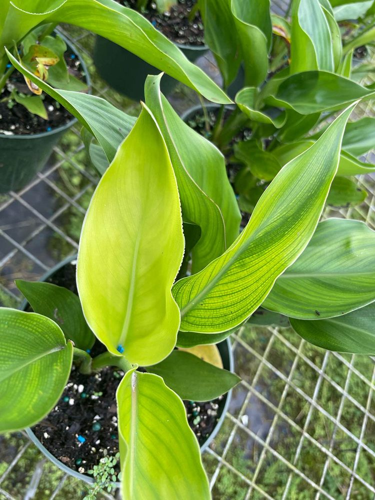strelitzia-reginae-mandela-s-gold-bird-of-paradise