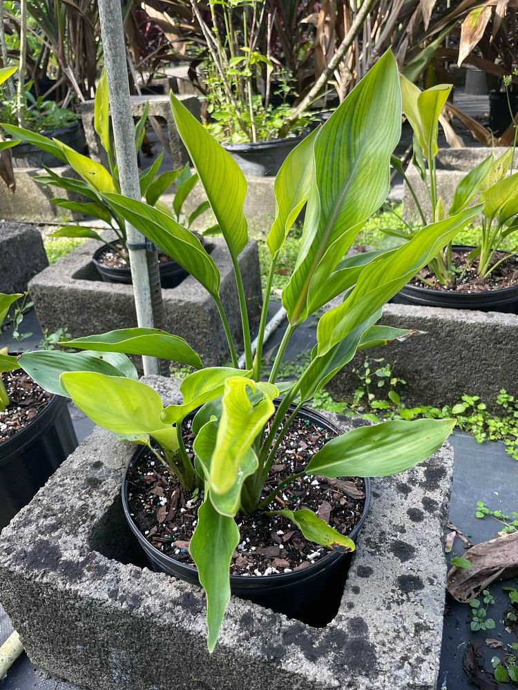 strelitzia-reginae-mandela-s-gold-bird-of-paradise
