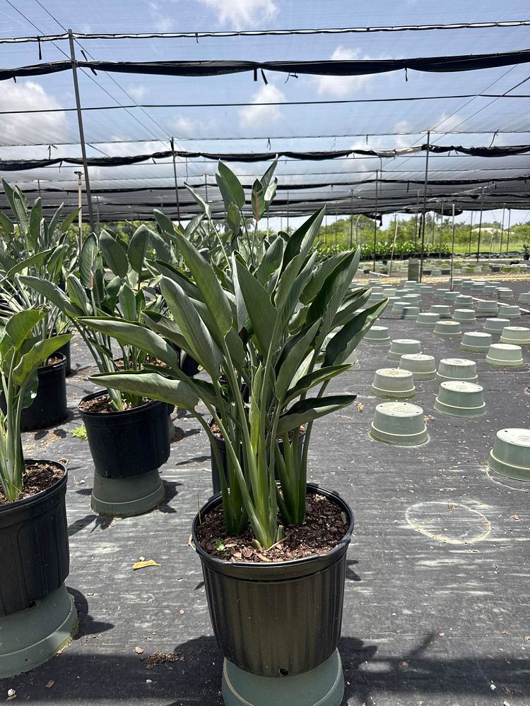 strelitzia-reginae-mandela-s-gold-bird-of-paradise