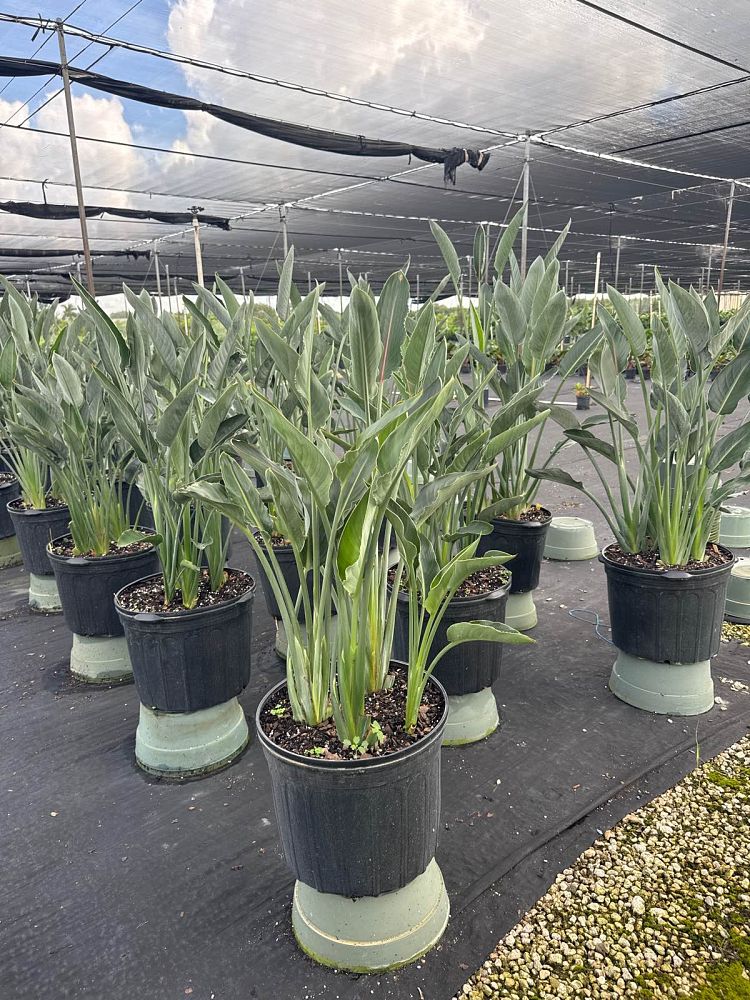 strelitzia-reginae-mandela-s-gold-bird-of-paradise