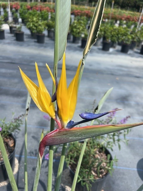strelitzia-reginae-mandela-s-gold-bird-of-paradise
