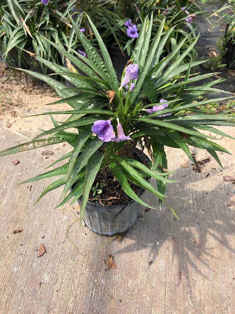 strobilanthes-dwarf-mexican-petunia
