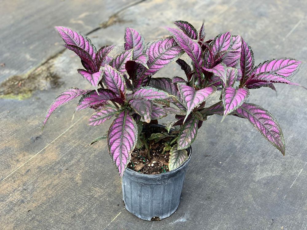 strobilanthes-dyerianus-persian-shield