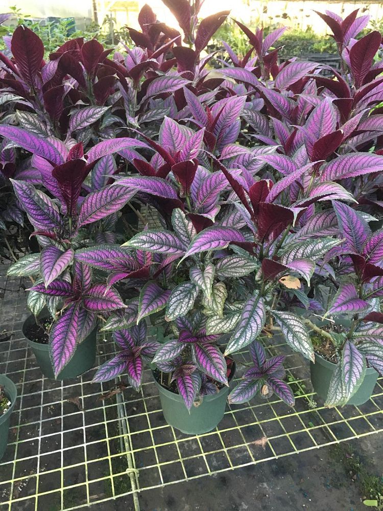 strobilanthes-dyerianus-persian-shield
