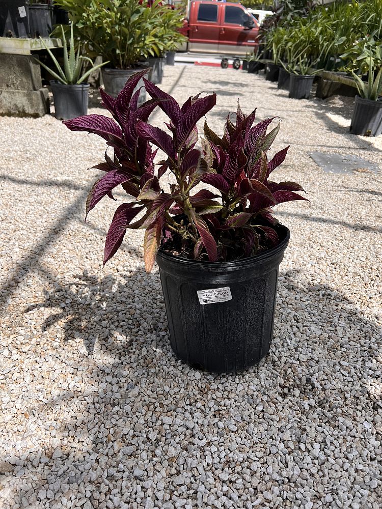 strobilanthes-dyerianus-persian-shield