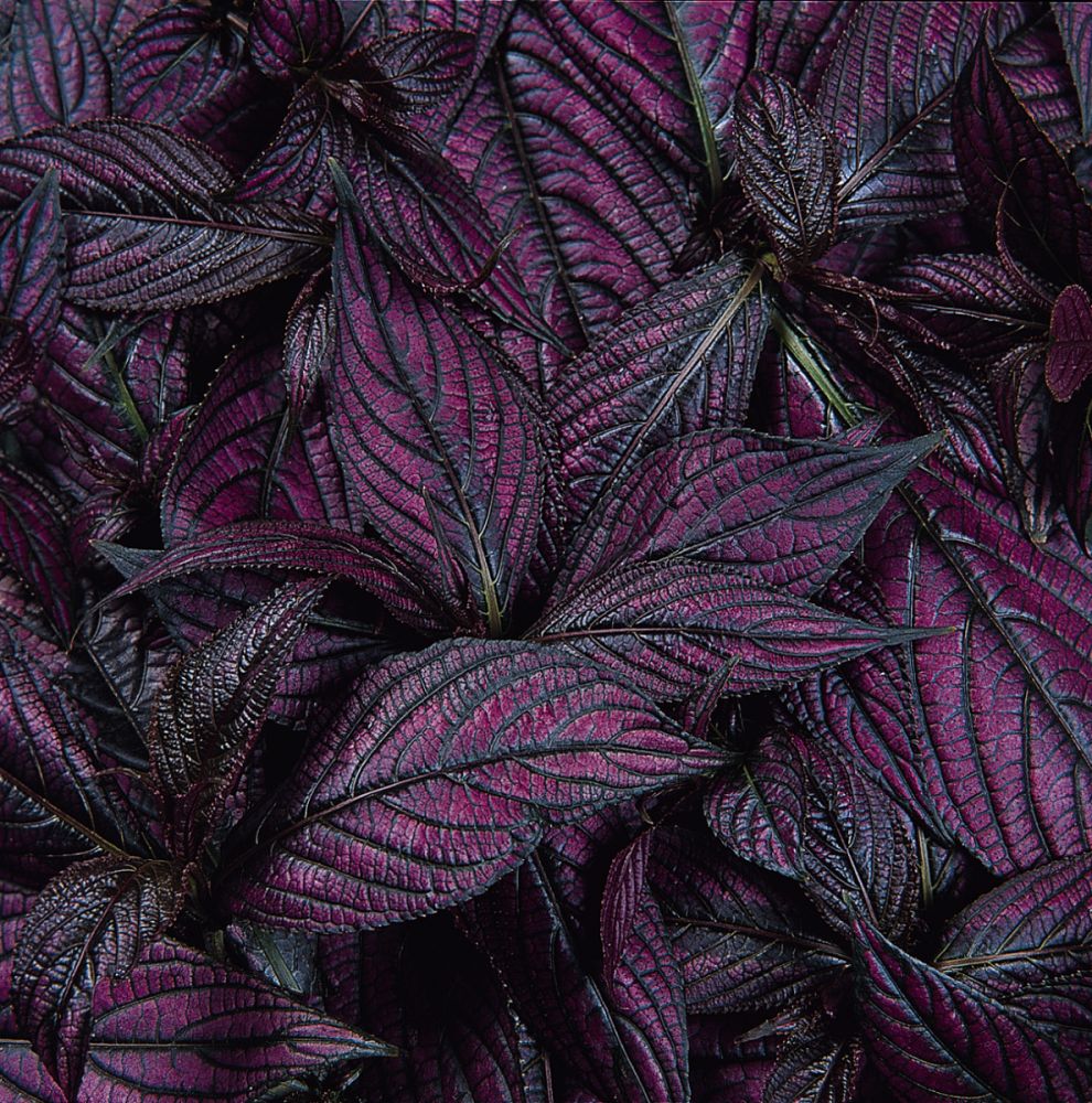 strobilanthes-dyerianus-persian-shield