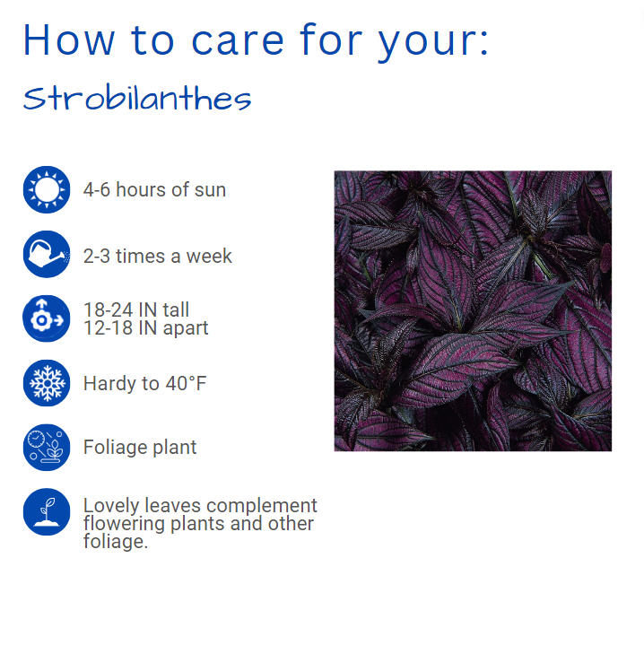 strobilanthes-dyerianus-persian-shield