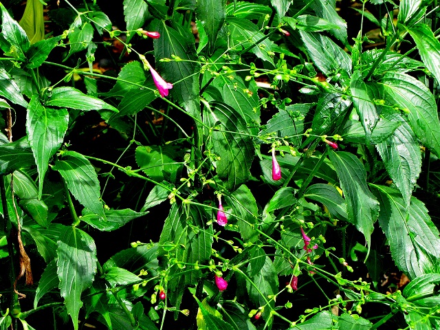 strobilanthes-flaccidifolius-chinese-rain-bell