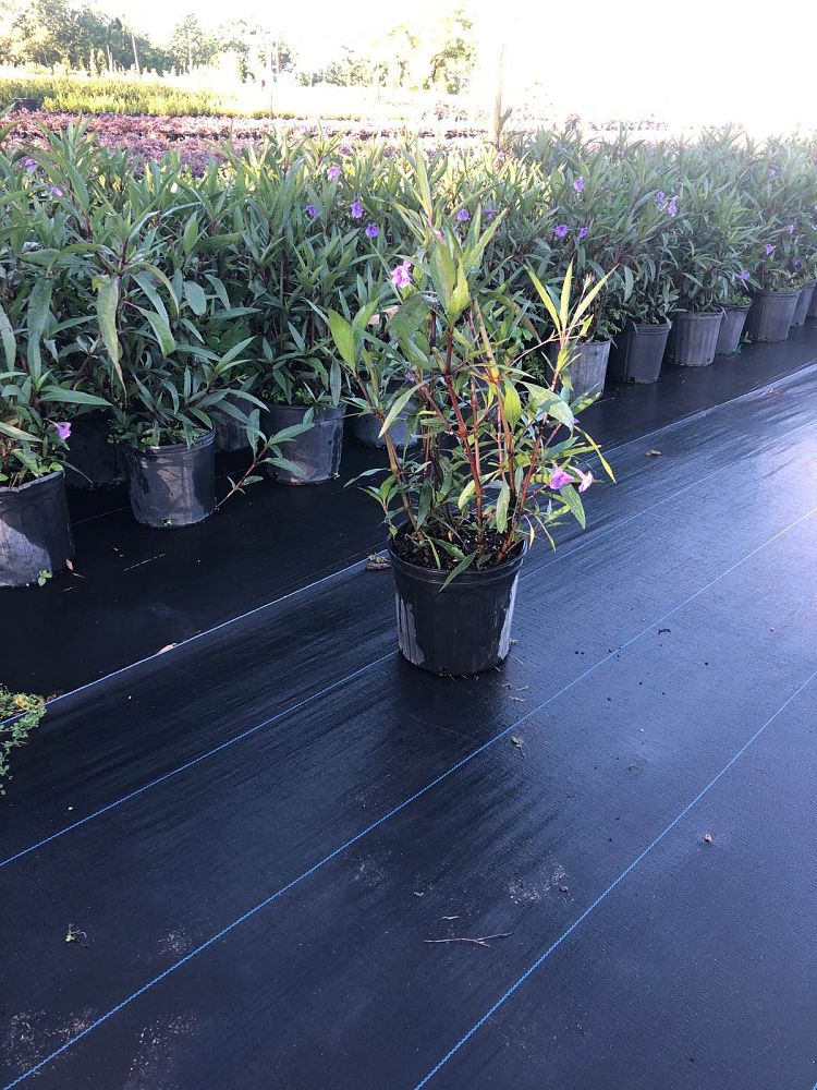 strobilanthes-mexican-petunia
