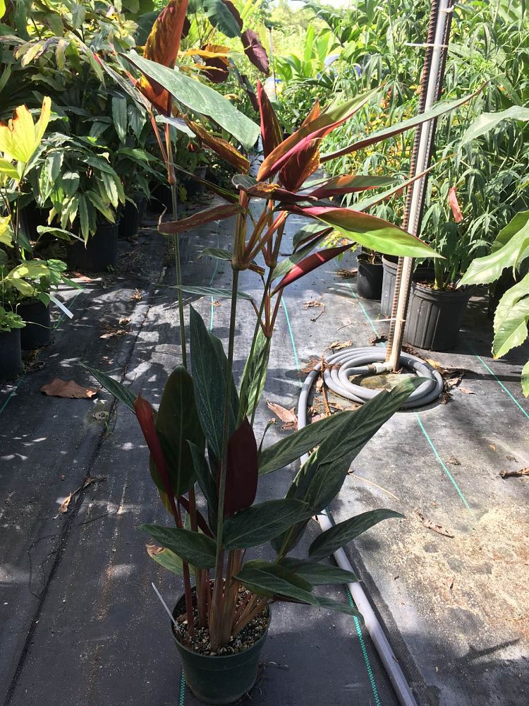 stromanthe-sanguinea-ctenanthe-sanguinea