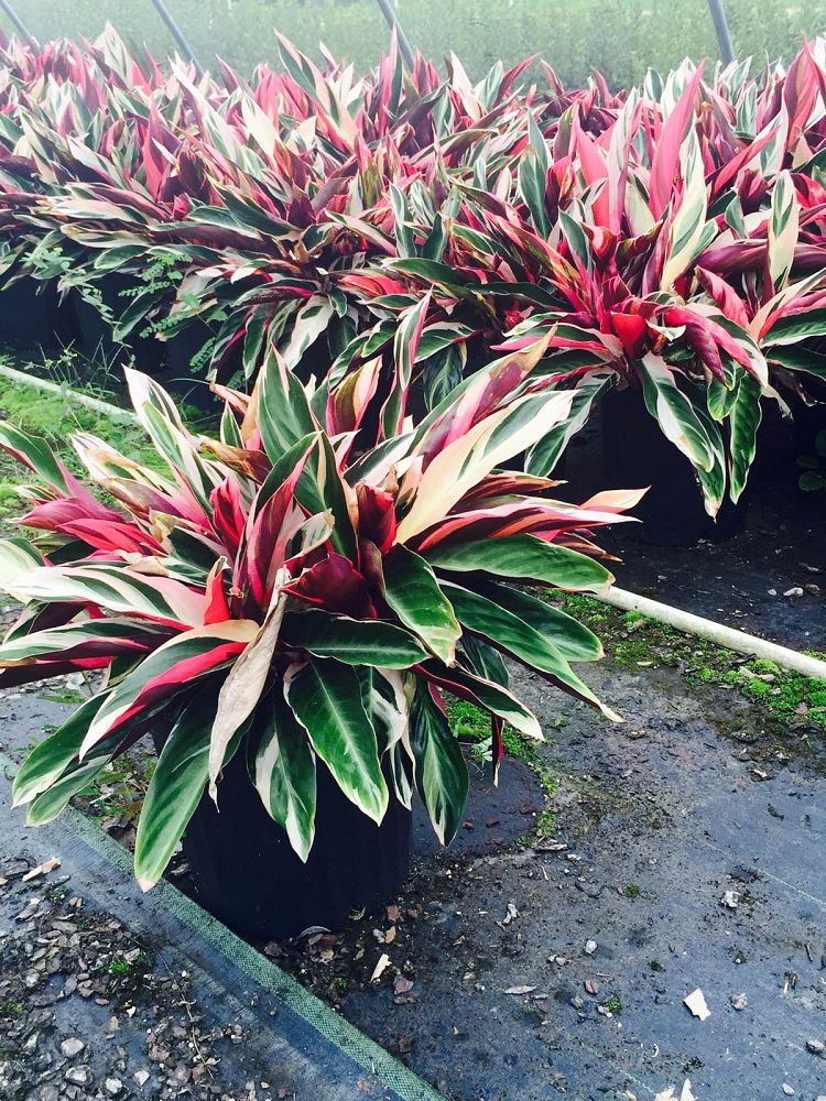 Locate & Find Wholesale Plants