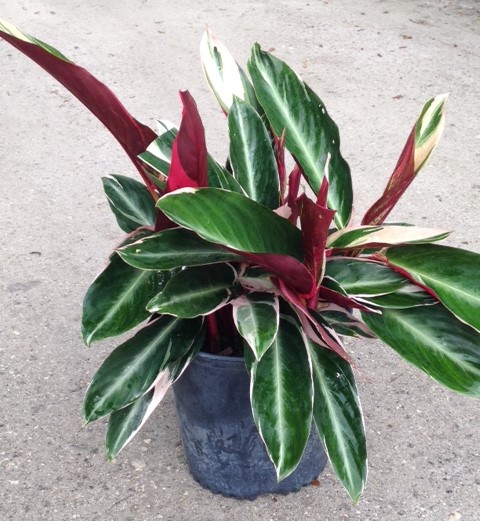 stromanthe-sanguinea-triostar-ctenanthe-sanguinea-tri-color