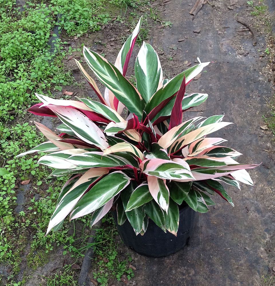 stromanthe-sanguinea-triostar-ctenanthe-sanguinea-tri-color